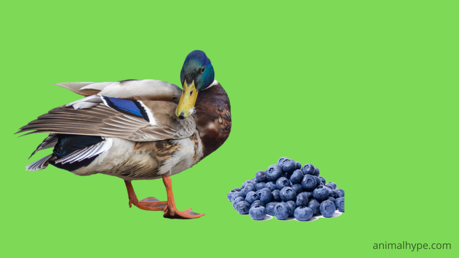 Can Ducks Eat Blueberries? A Berry Good Question! Animal Hype