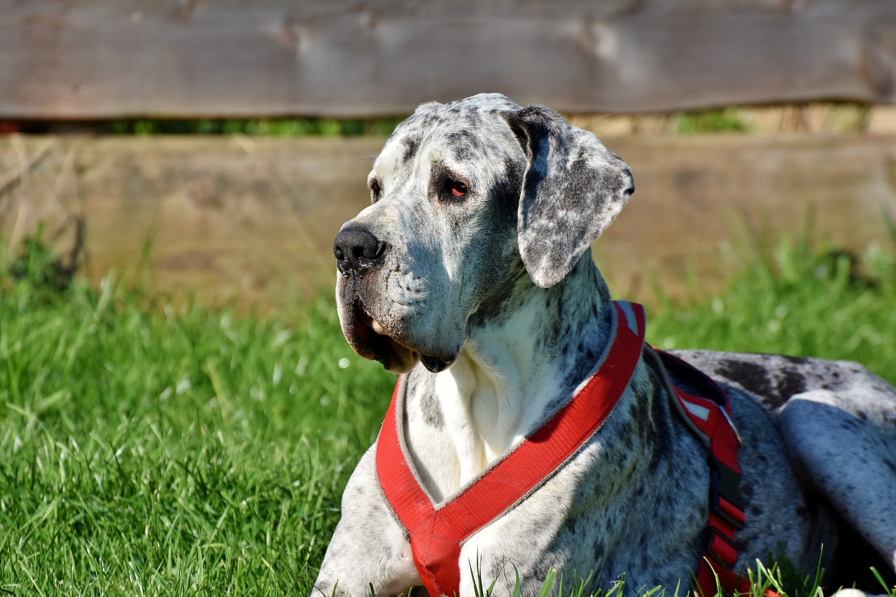Dog Breeds That Are Big