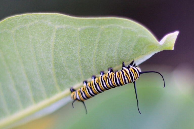 Top 14 Poisonous Caterpillars in the World Animal Hype