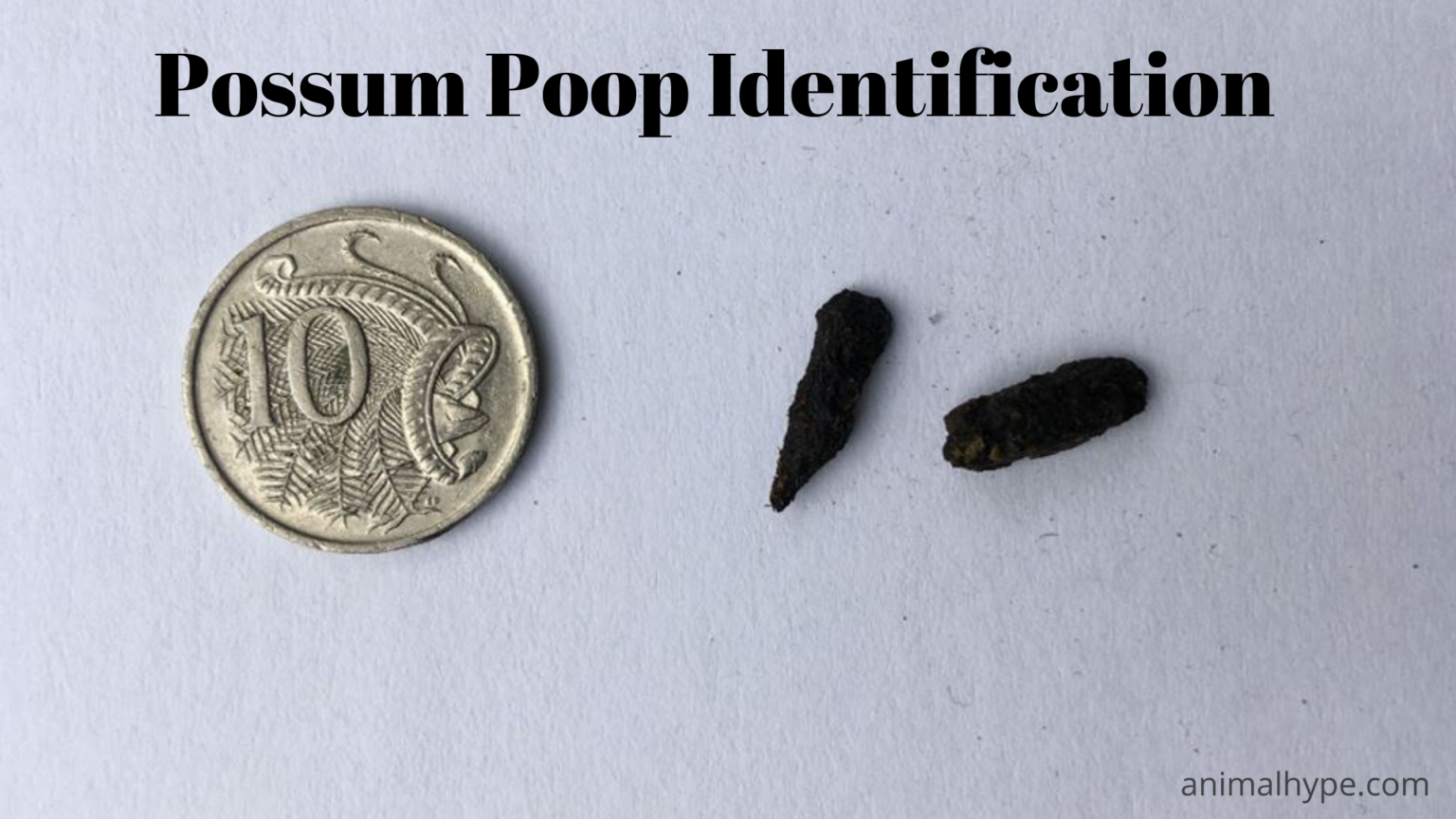 What Does Possum Poop Look Like? Identifying Droppings Animal Hype