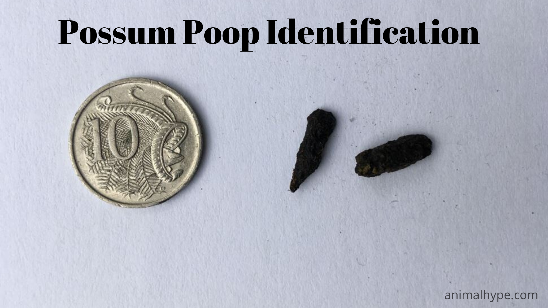 Small Animal Poop Identification