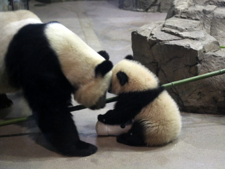 Cute Baby Panda Photos, Videos, and Facts Animal Hype