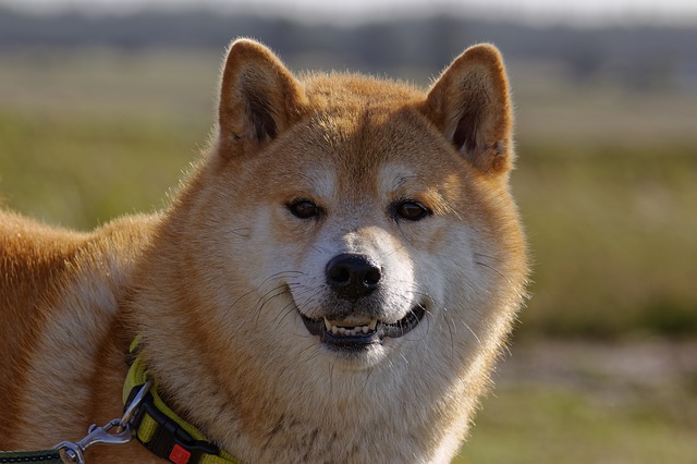 Reasons Why You Should Never Own Shiba Inu