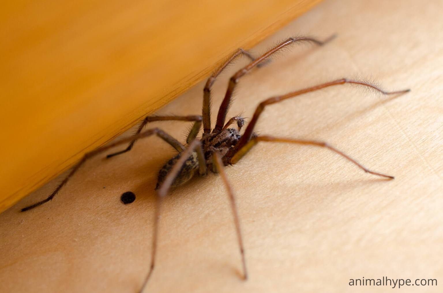 What Does Spider Poop Look Like? (Spider Droppings Pictures) Animal Hype