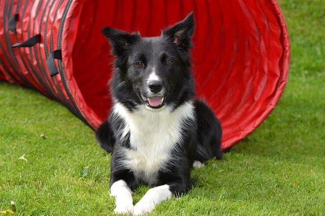 Why You Should Never Own Border Collies