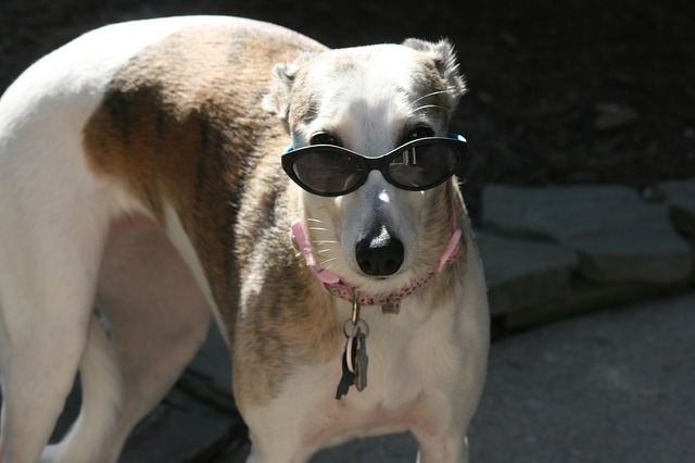 Why You Should Never Own Whippets