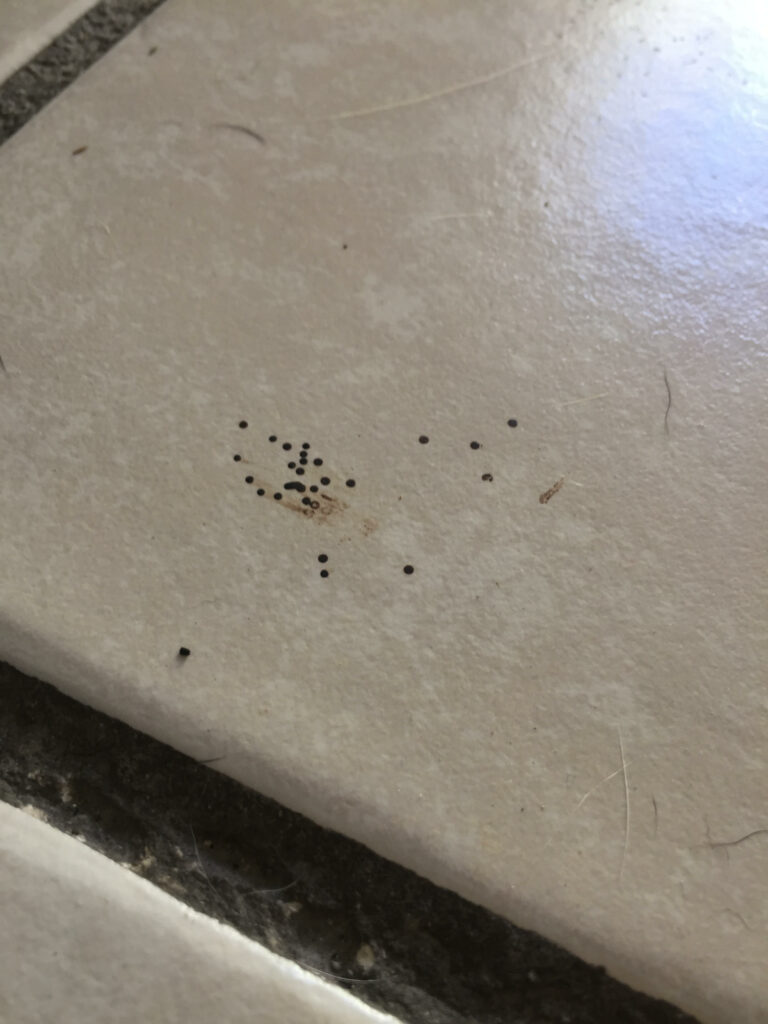 What Does Spider Poop Look Like? (Spider Droppings Pictures) Animal Hype