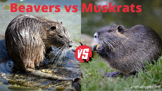 Beavers Vs Muskrats What Is The Difference Animal Hype