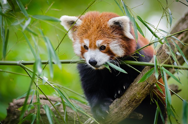 250 Cute and Funny Red Panda Names - Animal Hype