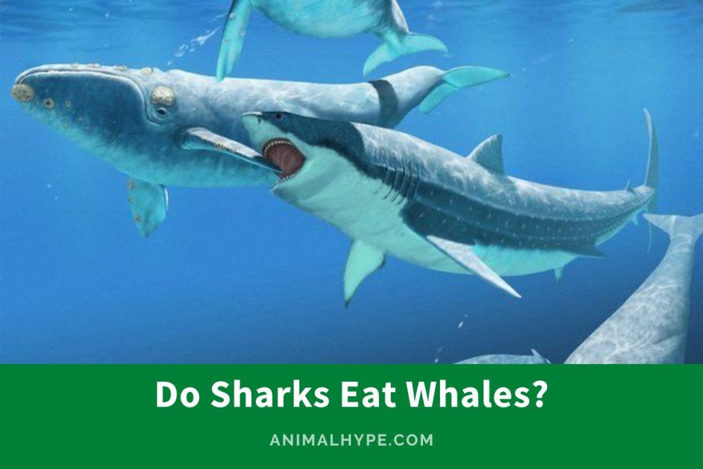 Do Sharks Eat Whales? Biting Into the Deep-Sea Drama - Animal Hype