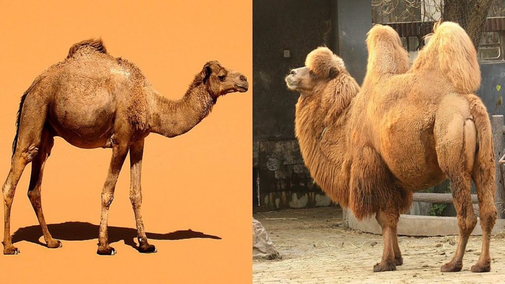 Camel Vs Dromedary - What Is The Difference? - Animal Hype