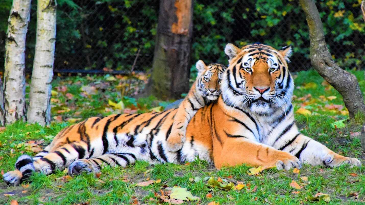 580 Roaring Tiger Names For The Majestic Feline Animal Hype