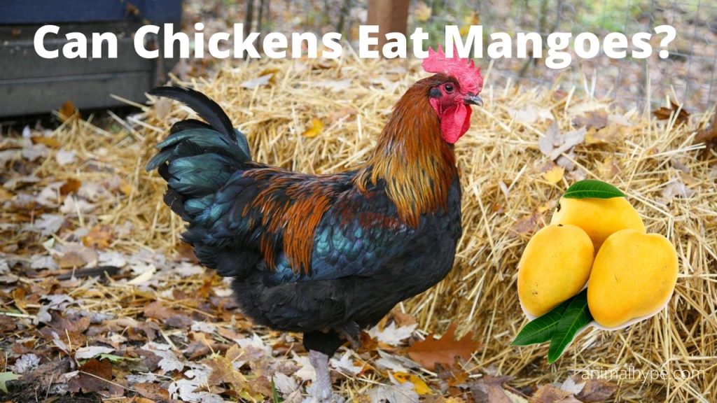 Can Chickens Eat Mangoes? Yum or Yikes? Animal Hype