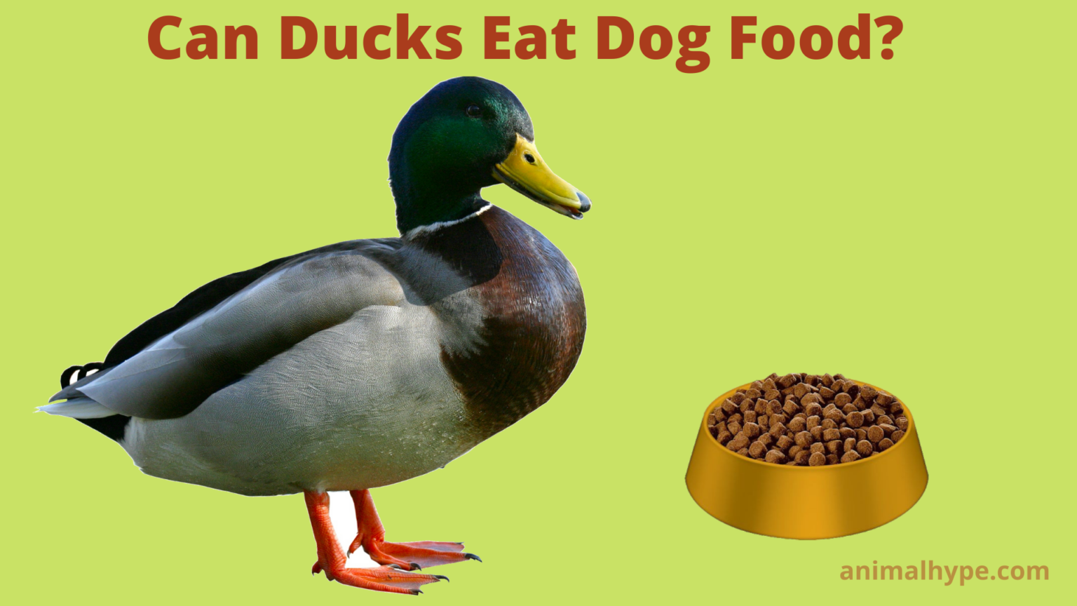 Can Ducks Eat Dog Food? Animal Hype