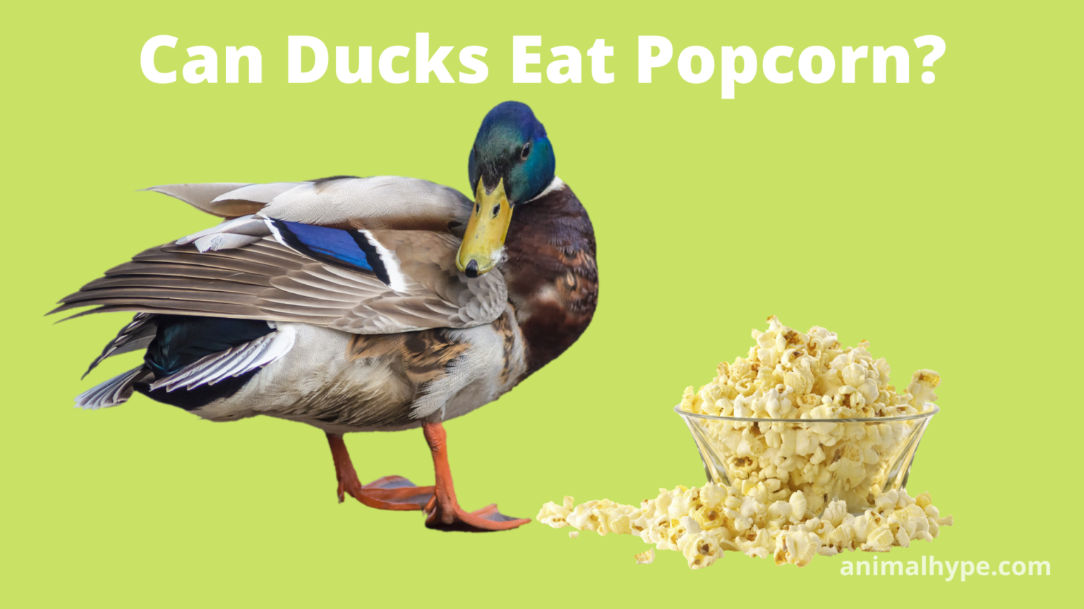 Can Ducks Eat Popcorn? Animal Hype