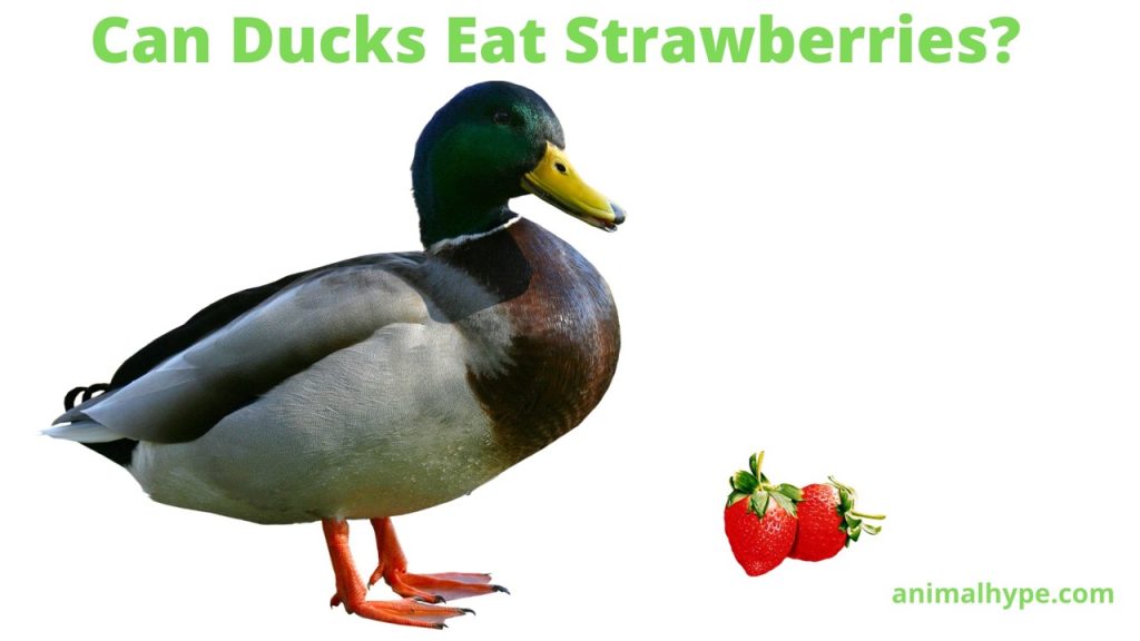 Can Ducks Eat Strawberries? The Berry Interesting Fact! Animal Hype