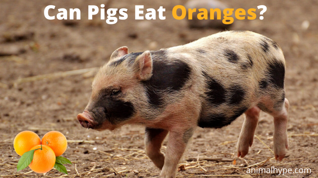 Can Pigs Eat Oranges? (Peels and Seeds) Animal Hype