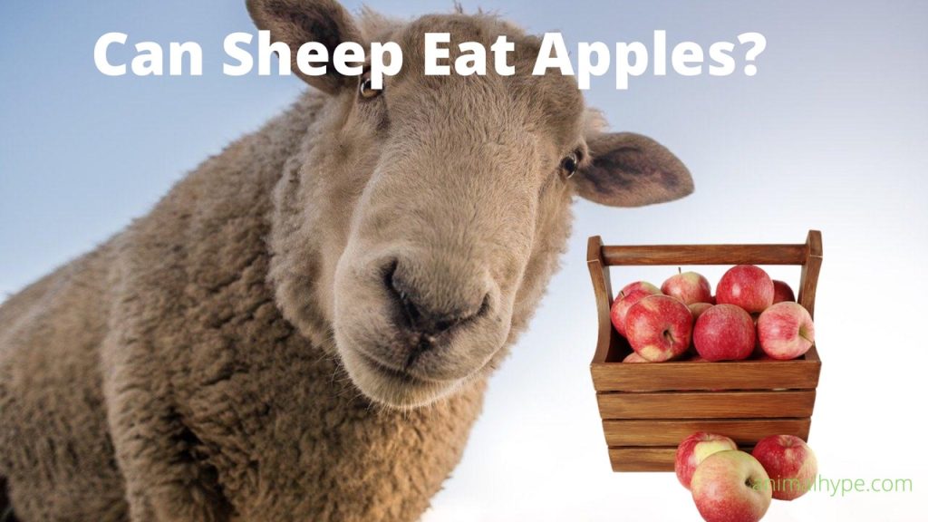 Can Sheep Eat Apples? Expert Insights Animal Hype