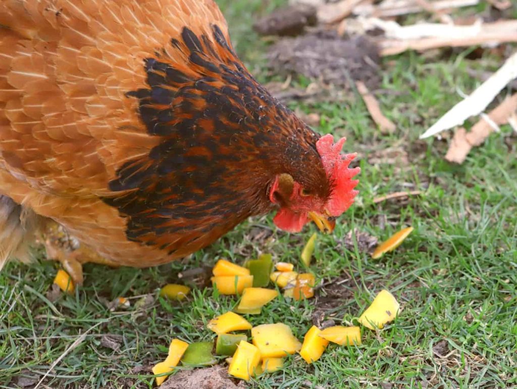 Can Chickens Eat Mangoes? Yum or Yikes? - Animal Hype