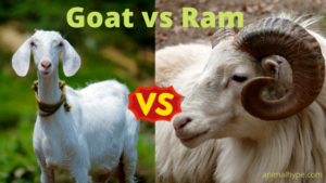 Goat vs Ram - What Is the Difference? - Animal Hype