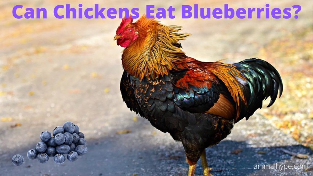 Can Chickens Eat Blueberries? Poultry's Pick or Pass? Animal Hype