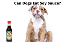 Can Dogs Eat Soy Sauce? - Animal Hype