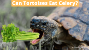Can Tortoises Eat Celery? Leafy Greens to Tortoise Cuisine! - Animal Hype