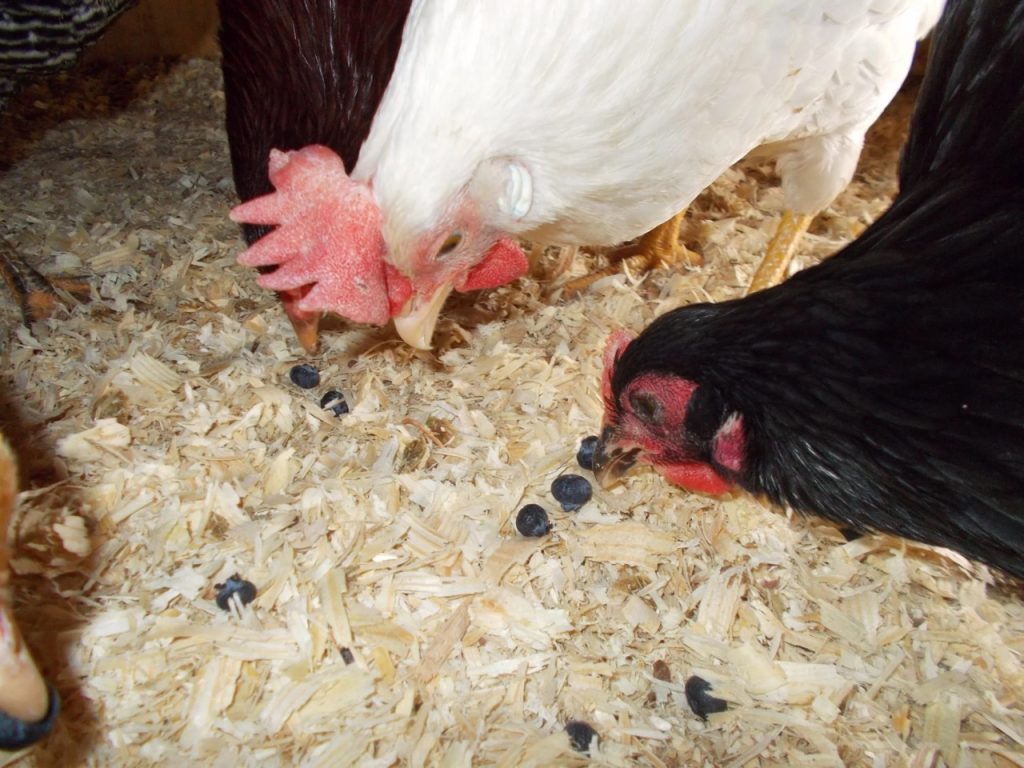 Can Chickens Eat Blueberries? Poultry's Pick or Pass? Animal Hype
