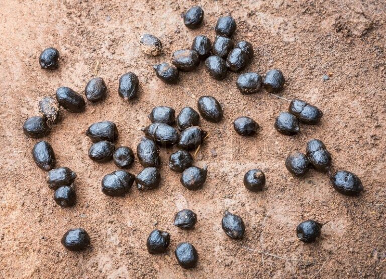What Does Goat Poop Look Like? Goat Droppings Pictures Animal Hype
