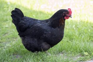 Chicken Breeds That Lay Black Eggs - Animal Hype