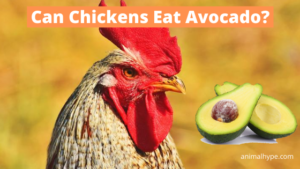 Can Chickens Eat Avocado? - Animal Hype