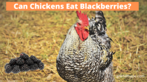 Can Chickens Eat Blackberries? - Animal Hype