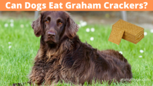 Can Dogs Eat Graham Crackers? - Animal Hype