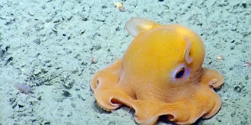 Flapjack Octopus Everything You Need To Know Facts Diet Habitat And Flapjack Octopus Everything You Need To Know Facts Diet Habitat And
