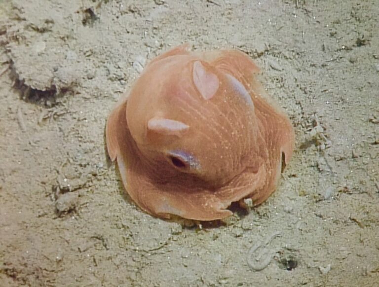 Flapjack Octopus Everything You Need To Know (Facts, Diet, Habitat and