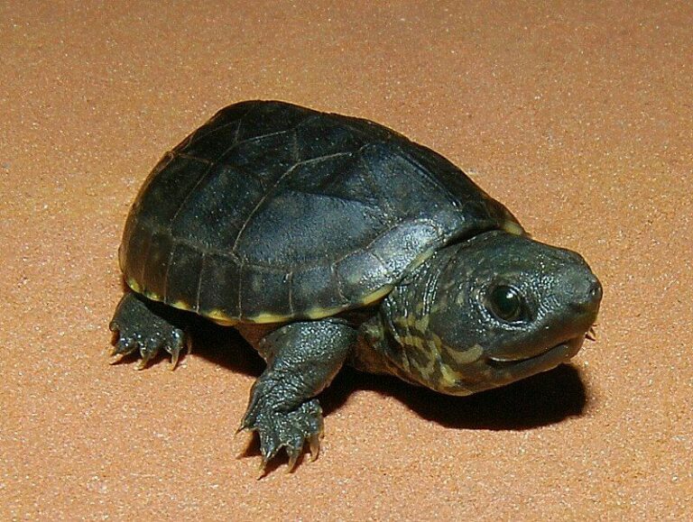 Musk Turtle as Pets Ultimate Guide to Caring for Common Musk Turtles