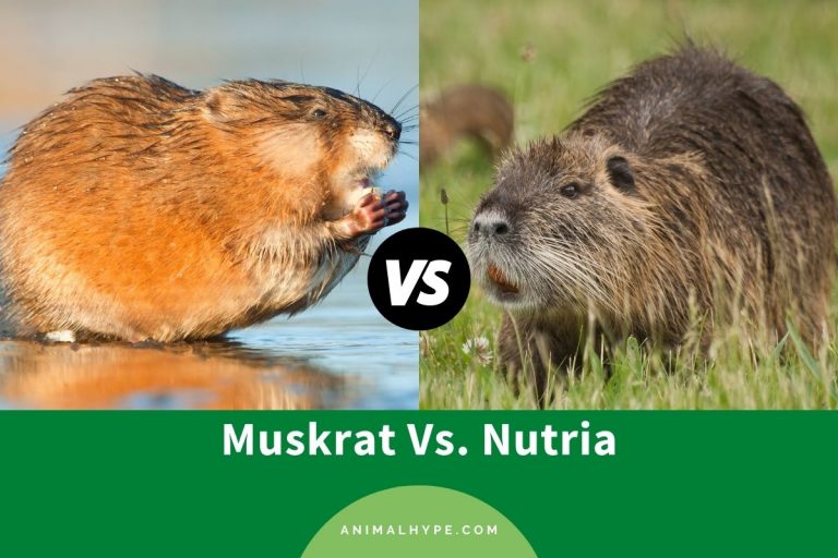 Muskrat vs Nutria: What is The Difference? - Animal Hype