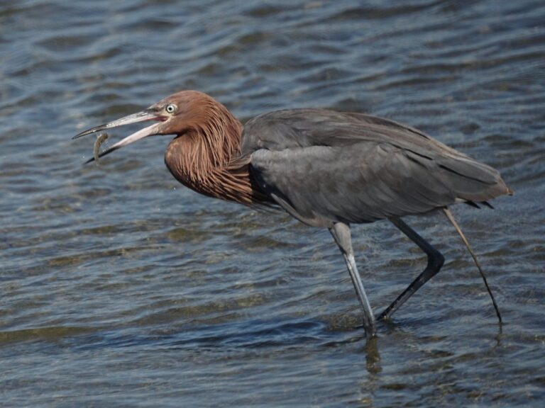 15 Birds With Long Legs (With Pictures) Animal Hype