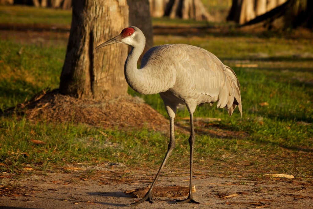 15 Birds With Long Legs With Pictures Animal Hype