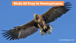 15 Birds Of Prey Found In Pennsylvania (Pictures and Info) - Animal Hype