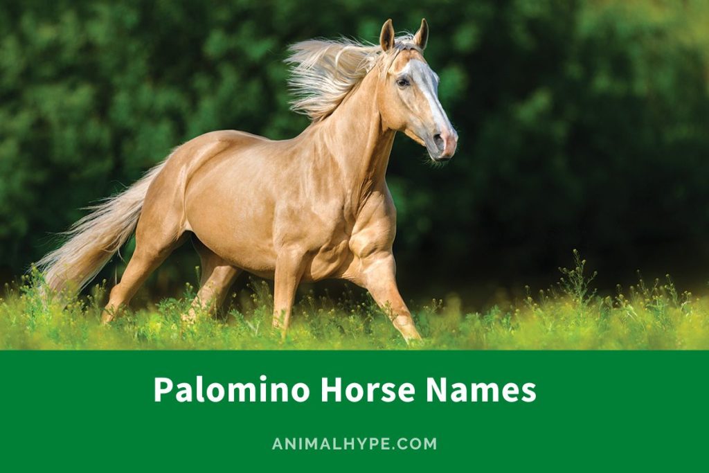 320 Palomino Horse Names for Your Shimmering Steed Animal Hype