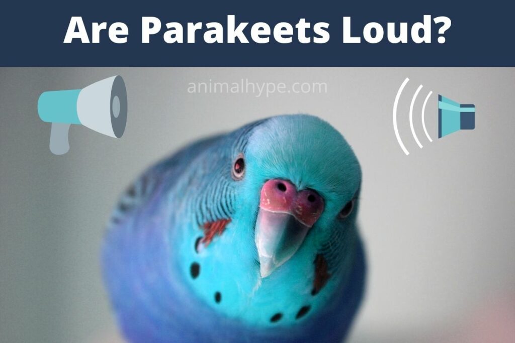 Are Parakeets Loud? Animal Hype
