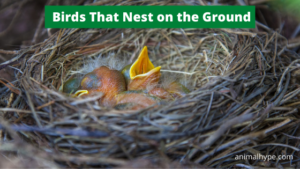 nests elise