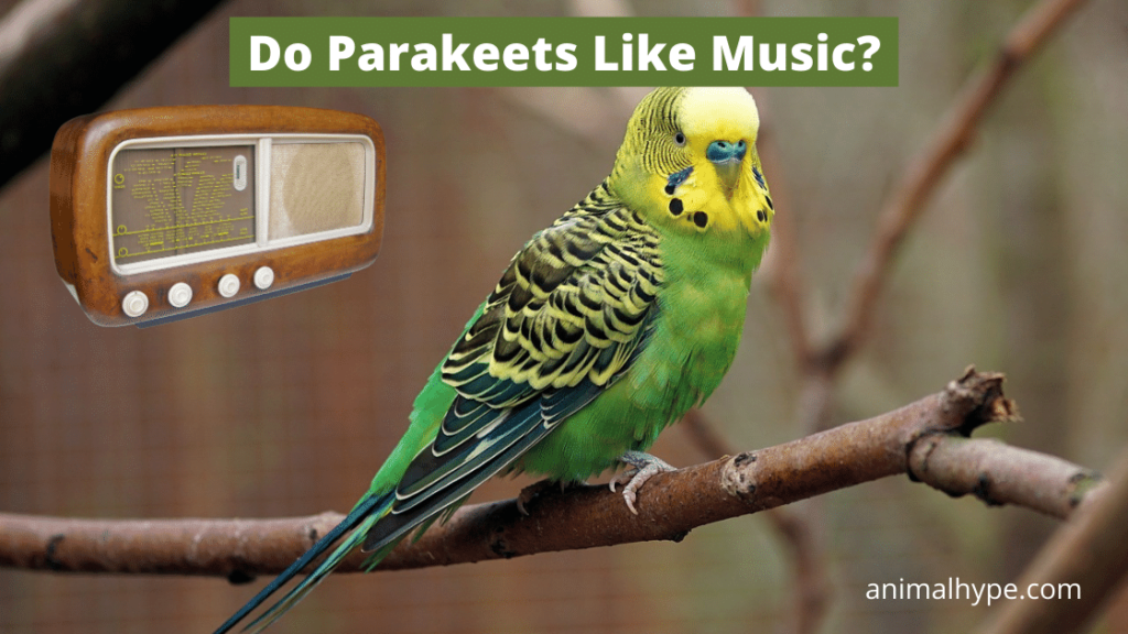 Do Parakeets Like Music? Animal Hype