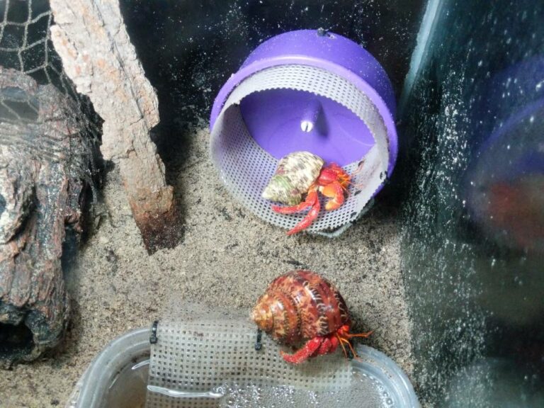 14 Popular Toys For Pet Hermit Crabs Animal Hype