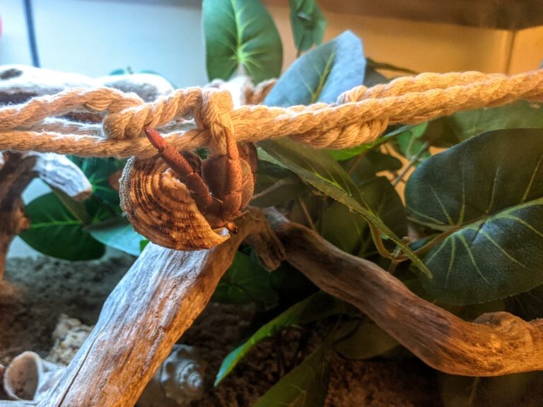 14 Popular Toys For Pet Hermit Crabs Animal Hype