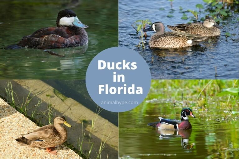 25 Types Of Ducks In Florida (With Pictures) Animal Hype