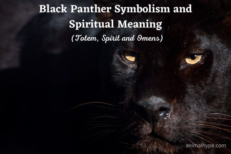 Black Panther Symbolism and Spiritual Meaning (Totem, Spirit and Omens