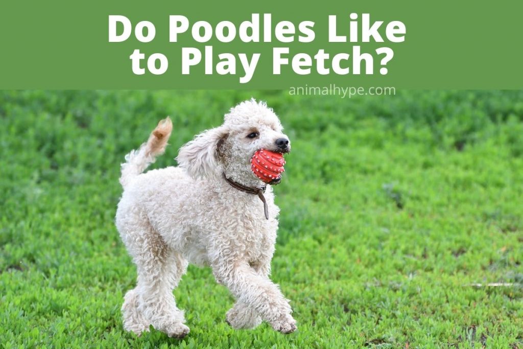 Do Poodles Like to Play Fetch? Animal Hype