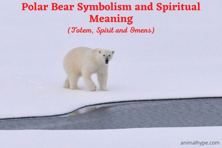 Polar Bear Symbolism and Meaning (Totem, Spirit and Omens) - Animal Hype